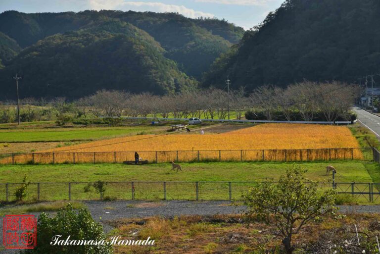 23-018-153 _10_15_151253_200kb