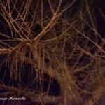 23-010-020 _03_30_2332-u