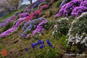 22-012-035 04-08_115558