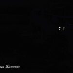 犬-2025年8月26日-1