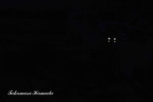 犬-2025年8月26日-1