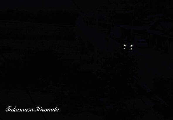 犬-2025年8月26日-1