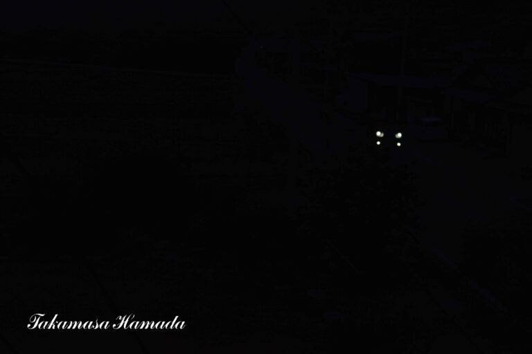 犬-2025年8月26日-1