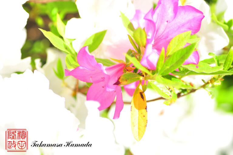 22-019-066 04-28_154258